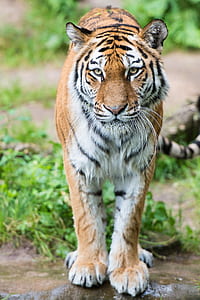 selective focus photography of tiger thumbnail
