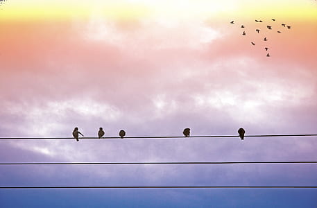 five birds on electric wires thumbnail