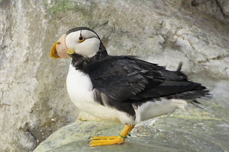 black and white toucan perched on rock thumbnail