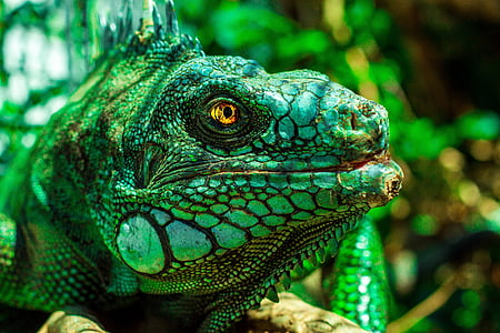 selective focus photography of green iguana thumbnail