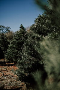 shallow focus photography of green leafed trees thumbnail