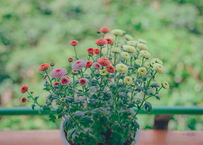 Flower Centerpiece thumbnail