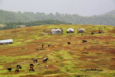 animals in farmland during daytime thumbnail