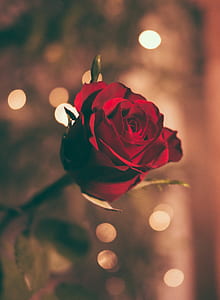 person holding red rose thumbnail