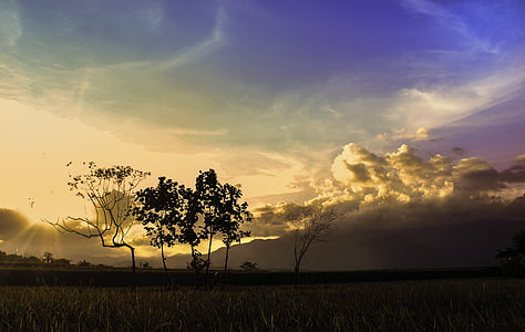 grass field and tree during day time thumbnail