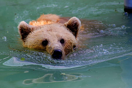 water, animal, cute, river thumbnail