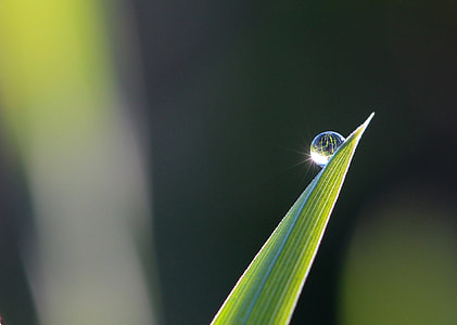 water dew on green leaf thumbnail