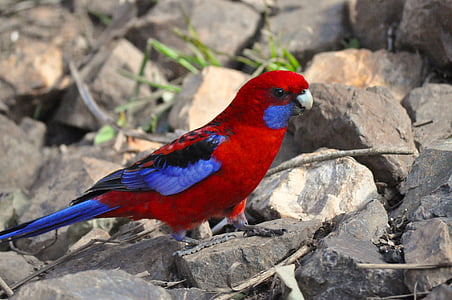 close up photography of crimson rosella bird thumbnail