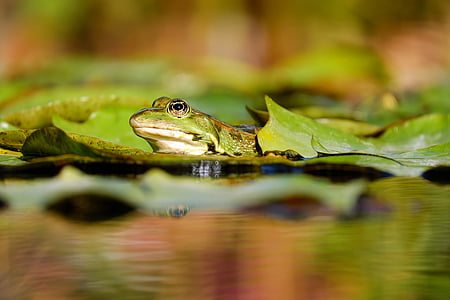 green frog on leaf in daytime thumbnail