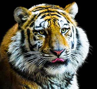 closeup photography bengal tiger thumbnail