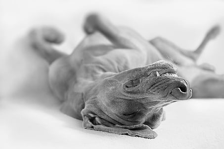 grayscale photography of vizsla thumbnail