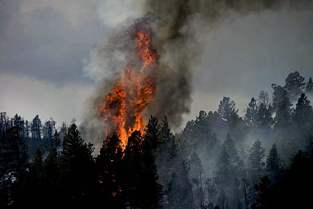 forest fire thumbnail