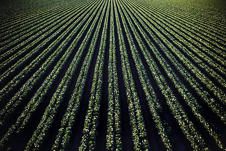 green grass field thumbnail