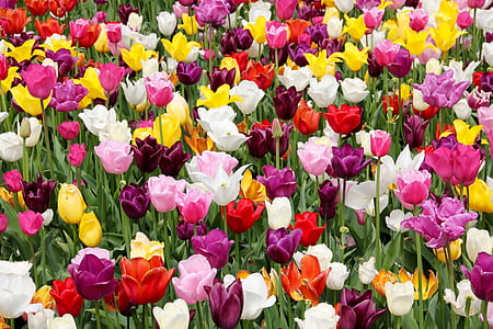close up of tulip flowers thumbnail