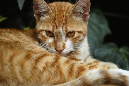 shallow focus photography of brown and white Tabby cat thumbnail