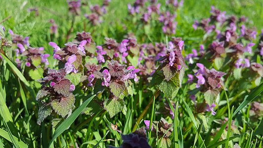 Lamium Purpureum, Purple Deadnettle thumbnail