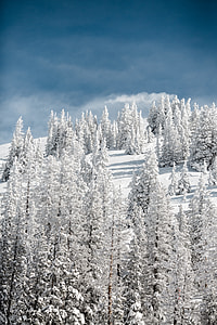 trees with snow thumbnail