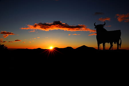 silhouette of buffalo standing on the ground thumbnail