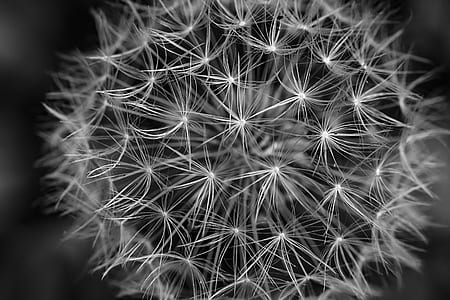 macro photography of dandelion seed head thumbnail