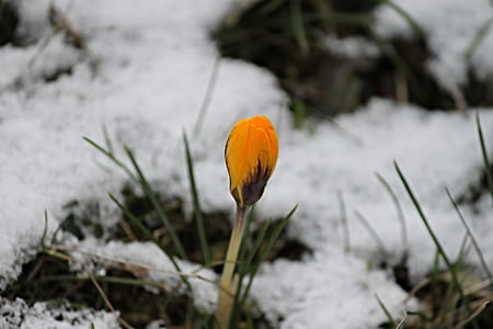yellow Crocus flower bud thumbnail
