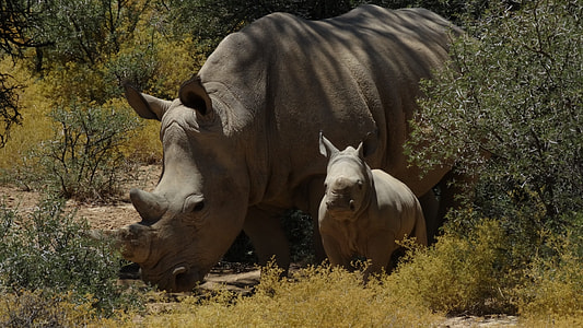 Rhino surrounded by trees during daytime thumbnail