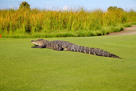 gray crocodile on green grass thumbnail