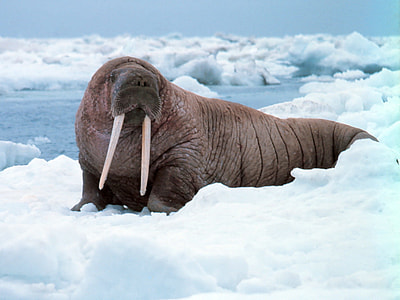 Walrus Odobenus rosmarus on iceberg thumbnail