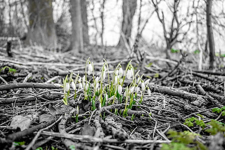 selective focus and color photography of white petaled flower thumbnail