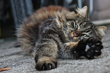 grey Persian cat lying on grey surface thumbnail