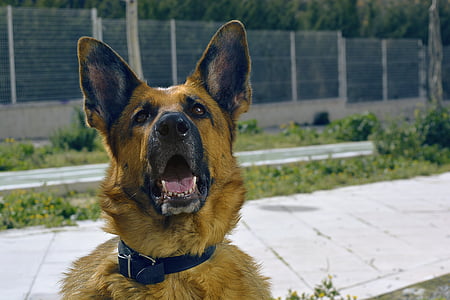 adult black and tan German shepherd thumbnail