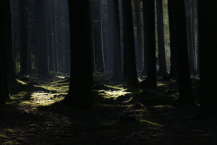 photo of forest during dusk thumbnail