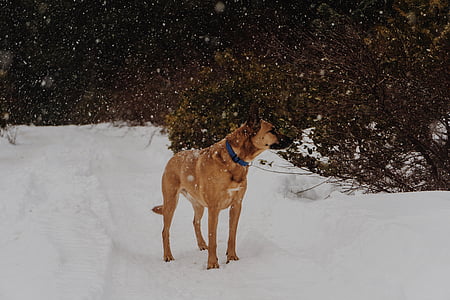 adult mahogany Belgian malinois standing on snowfield near plant at daytime thumbnail