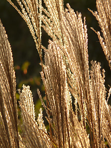 Miscanthus, Miscanthus Sinensis thumbnail