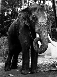 grayscale photo of a mammoth thumbnail