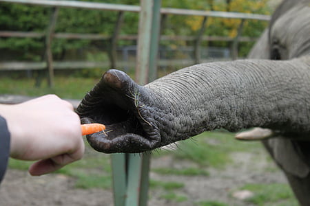elephant nose thumbnail