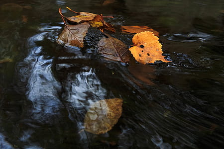 Colorful autumn stream. thumbnail