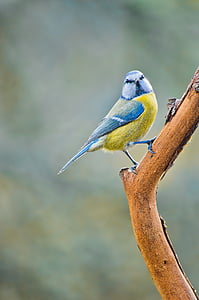 selective focus photography of Eurasian blue tit perched on branch thumbnail