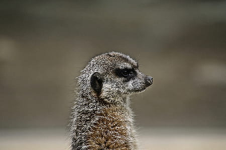 photo of black meerkat thumbnail