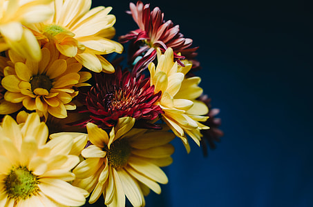 selective focus photography of yellow flowers thumbnail