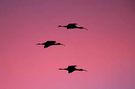 silhouette of three birds on flight during golden hour thumbnail