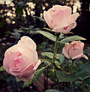 close-up photography of three pink roses thumbnail