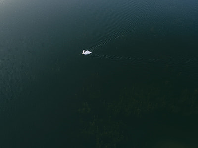 white swan swimming in body of water thumbnail