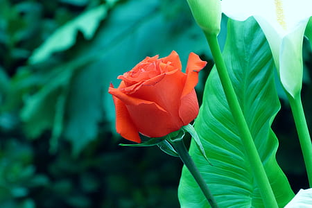 close-up photography of red rose thumbnail