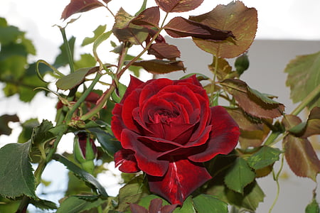 close up photography of fully bloom red rose flower thumbnail
