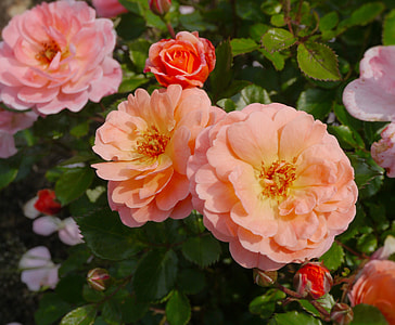 closeup photo of pink petaled flowers thumbnail