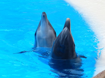 two dolphin in body of water thumbnail