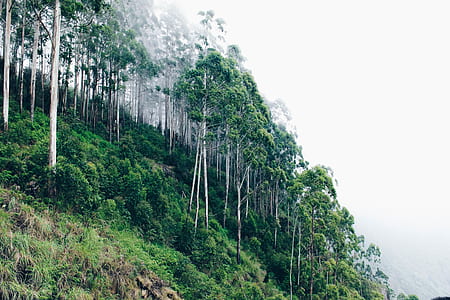 green tall trees on mountain thumbnail