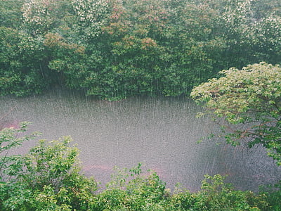 high angle photography of trees during rain thumbnail