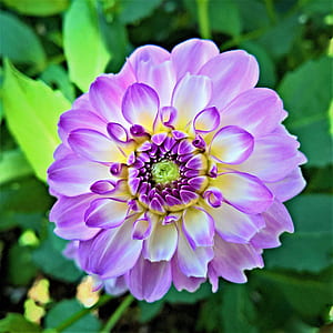purple flower thumbnail