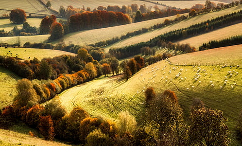 green field surrounded with trees thumbnail